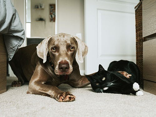 Large brown dog with his paw on small black cat lay on a bedroom floor