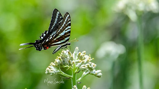 Gator Creek Reserve