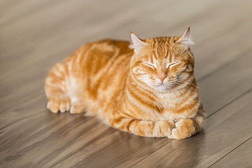 Orange and white cat lays on a wood floor squinting from the light coming into the room.