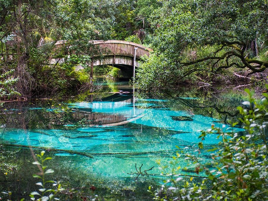 Natural spring in the Ocala National Forest